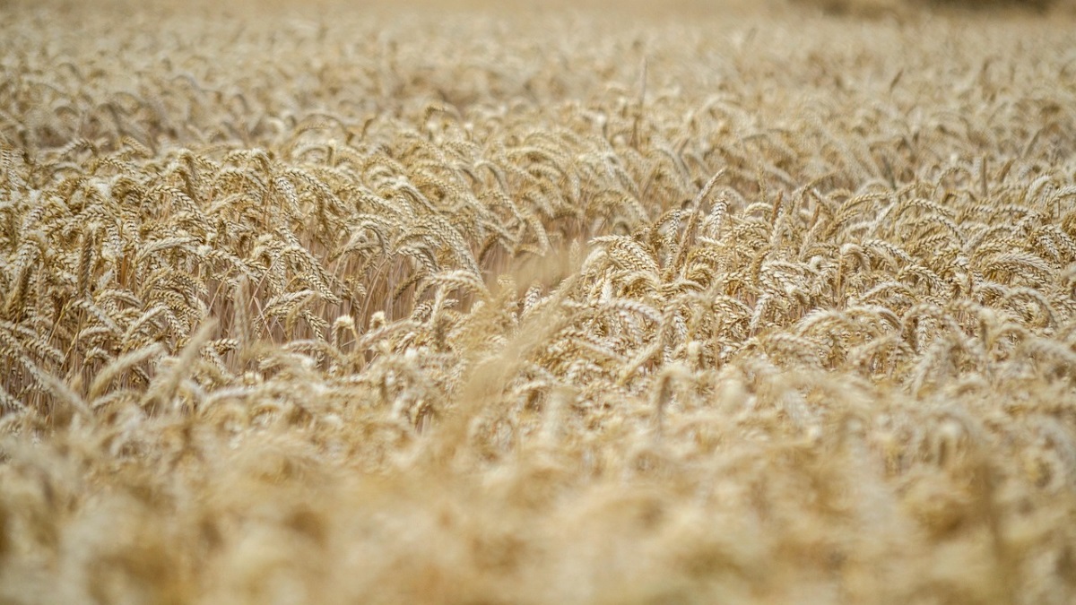 Un campo dorato di spighe di grano duro pronte per il raccolto.
