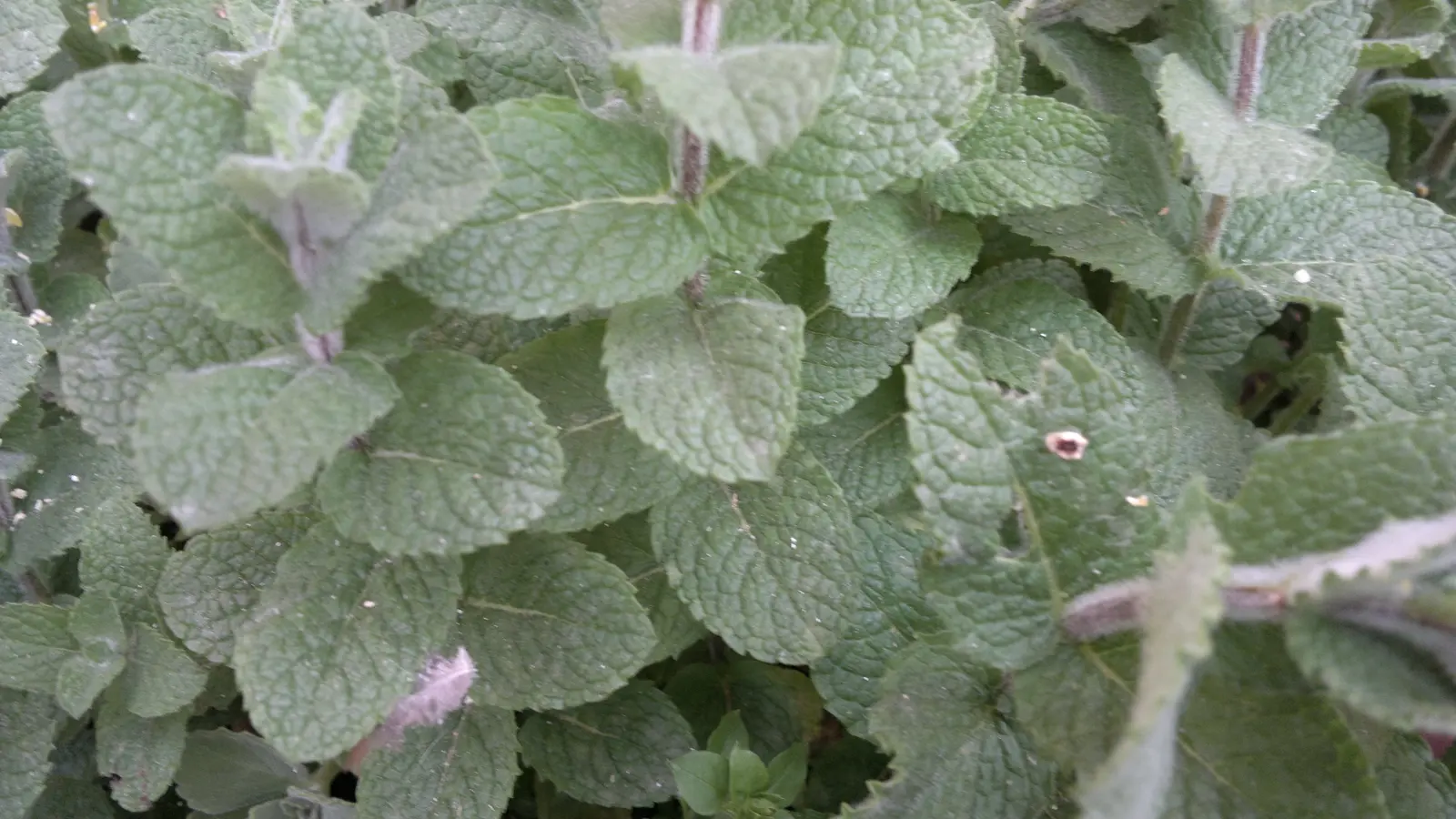 Piante di menta piperita utilizzate negli infusi