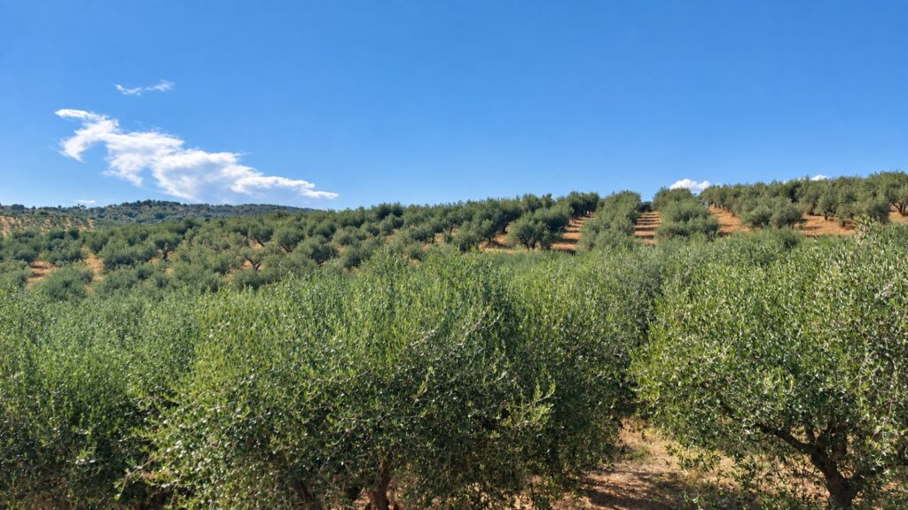 Distesa di uliveti in collina per la produzione di olio extravergine di oliva