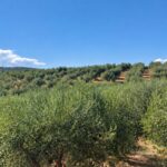Distesa di uliveti in collina per la produzione di olio extravergine di oliva