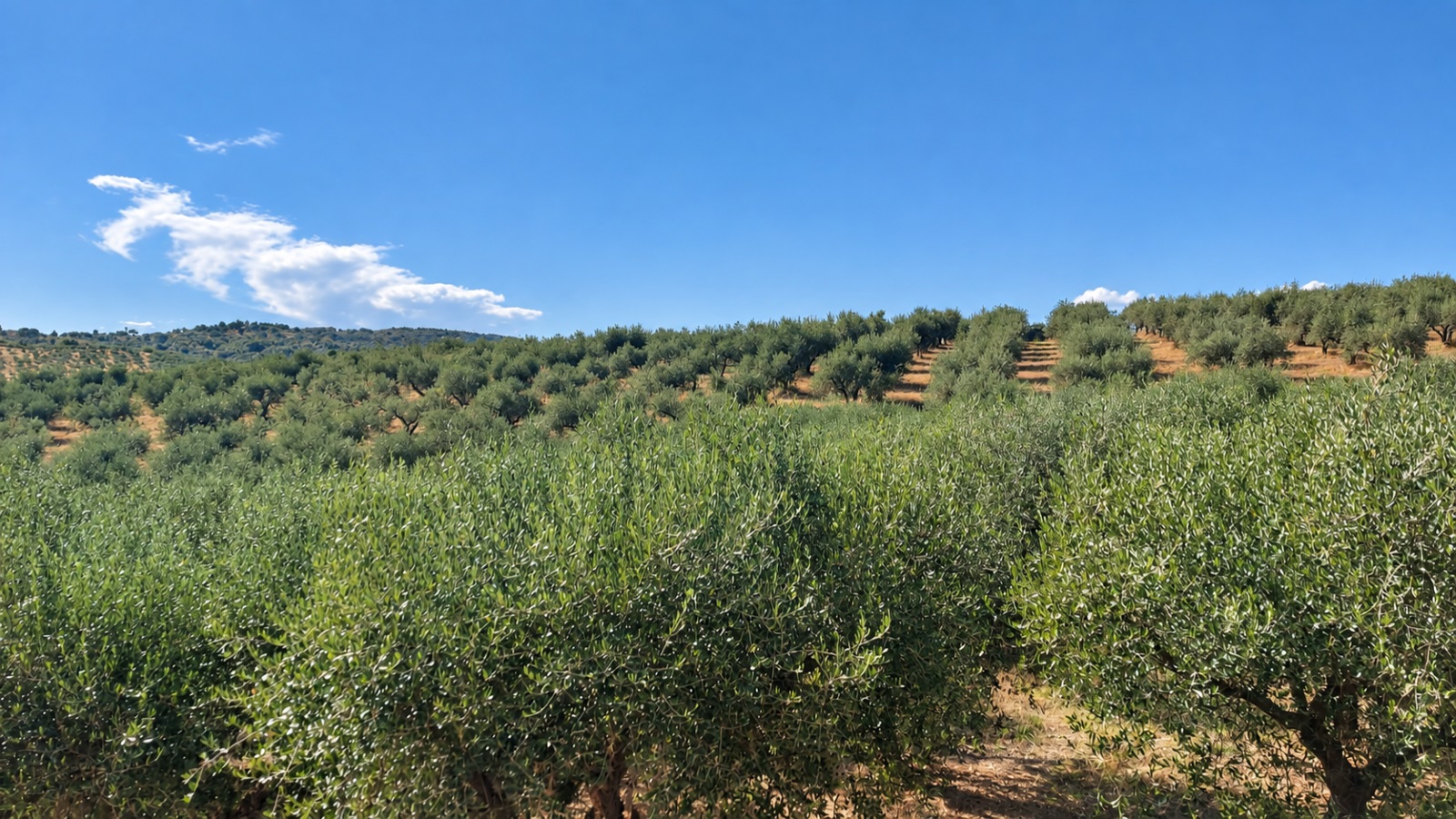 Distesa di uliveti in collina per la produzione di olio extravergine di oliva