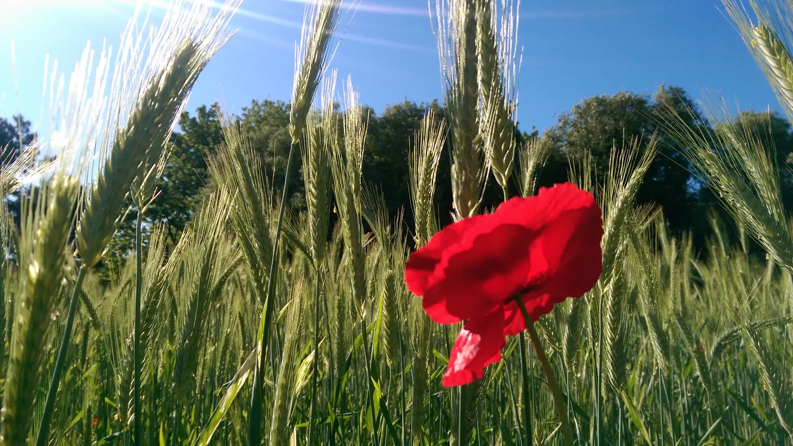 Parchi a Milano: campo fiorito nel Parco delle Cave