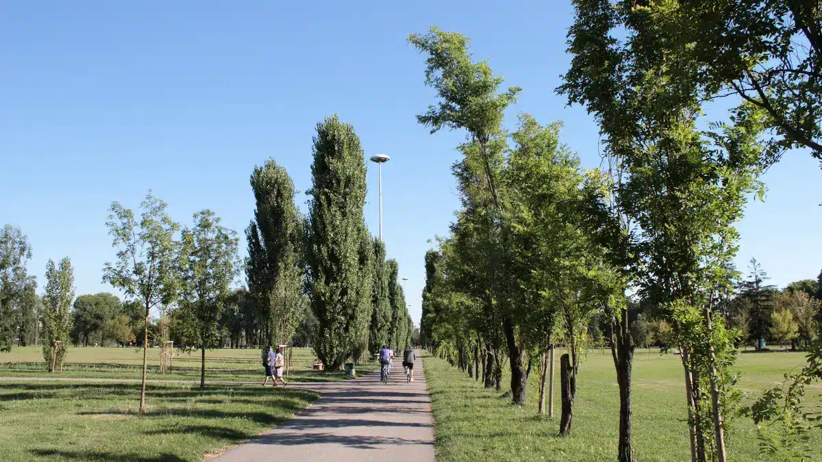 Parchi a Milano: viale alberato del Parco di Trenno